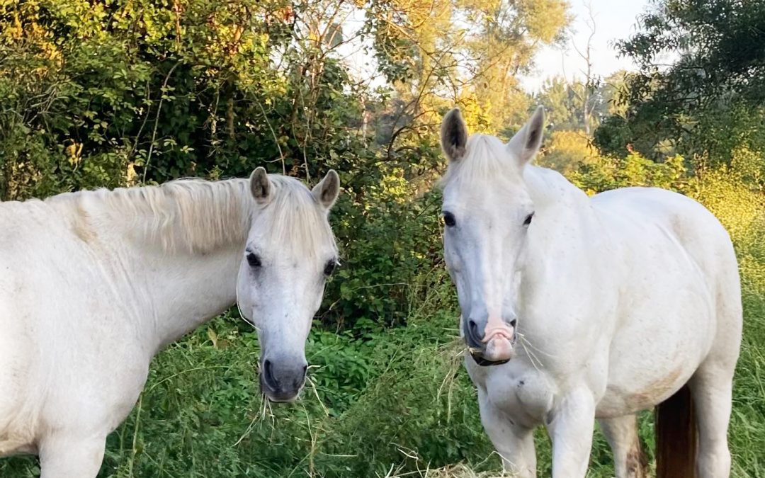Dates des stages Vacances de Pâques 2026