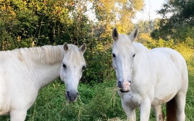 Dates des stages Vacances de Pâques 2026